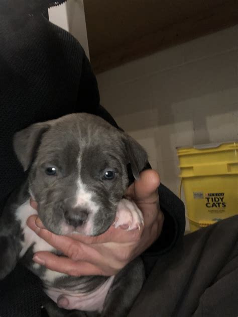 pitbull puppies for sale mn